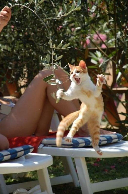 Само ако те фатам