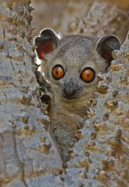 Слатки и смешни животни 02