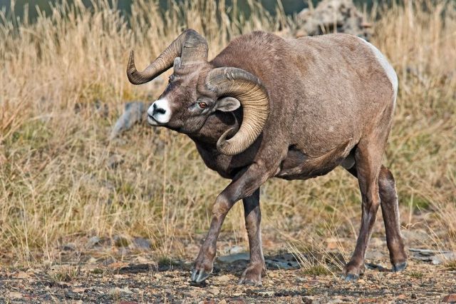 Слатки и смешни животни 10