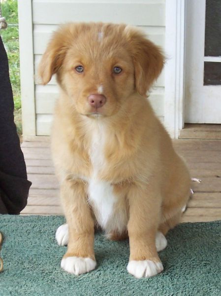 Слатки и смешни животни 13