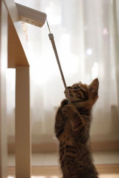 Слатки и смешни животни 16