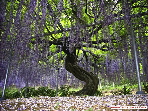 Kawachi Fuji Јапонија 02