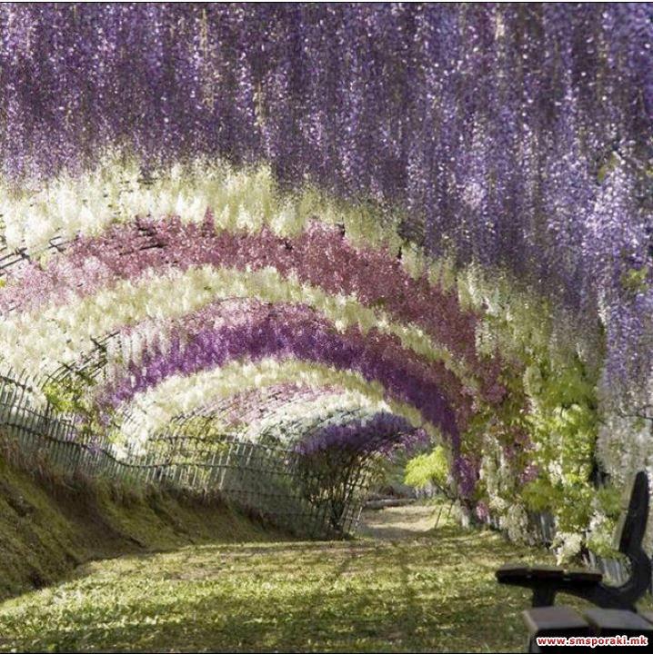 Kawachi Fuji gradinata 05