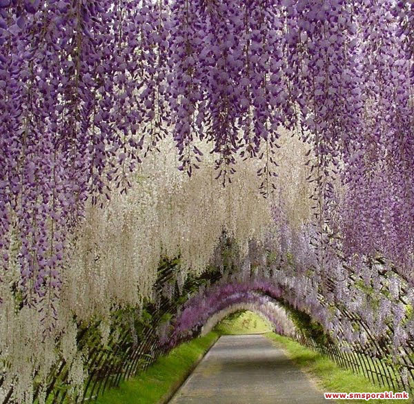 Kawachi Fuji Јапонија 05