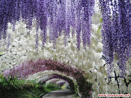 Kawachi Fuji Јапонија 10