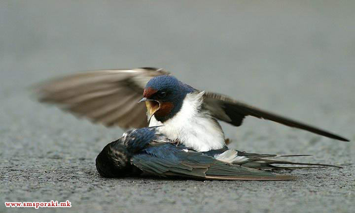 Тажна љубовна случка од Франција