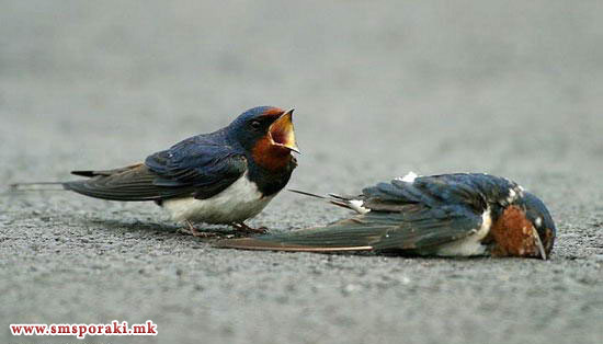 Љубовна приказна